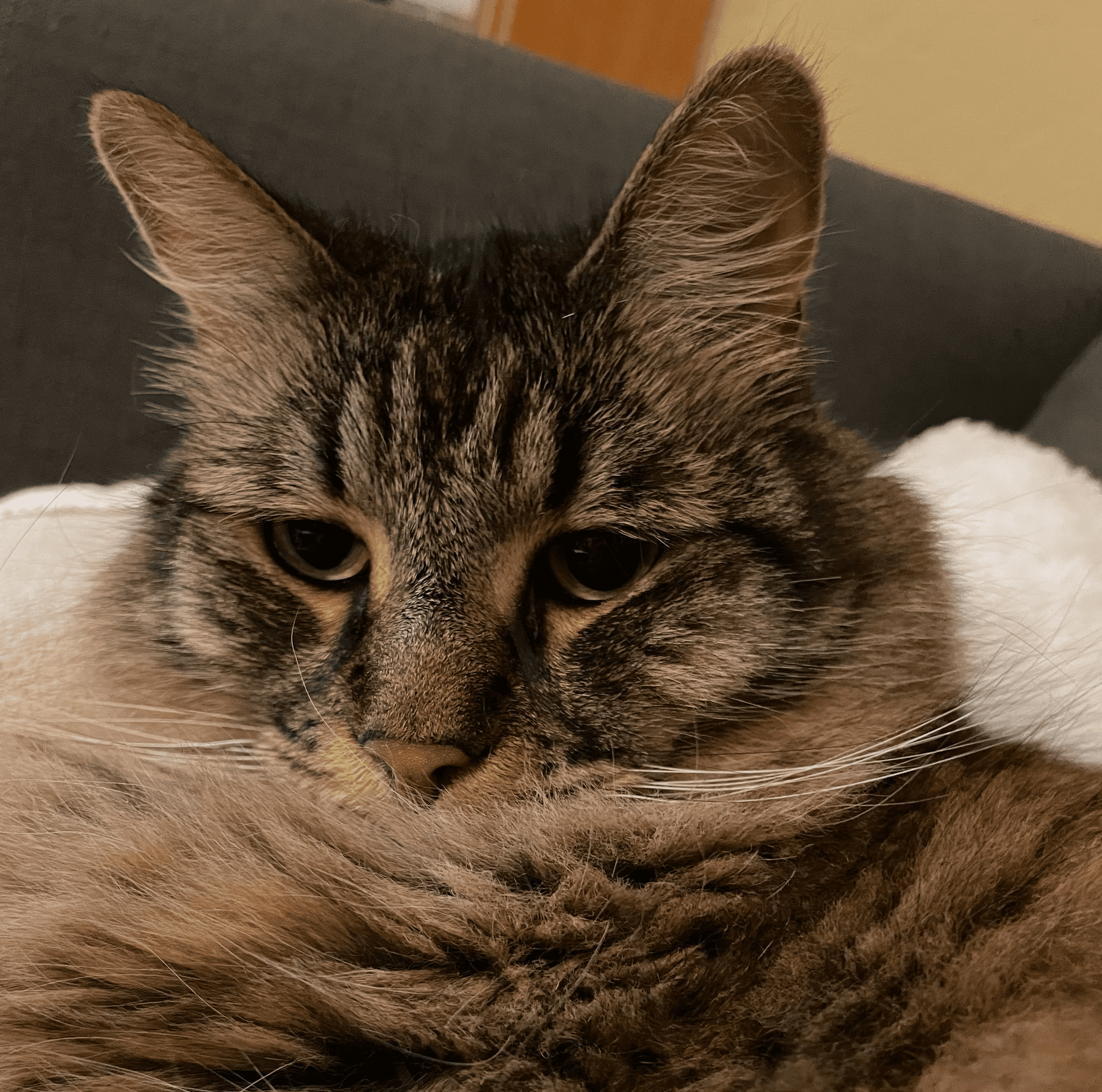 A medium hair tabby cat, cropped to head and shoulders